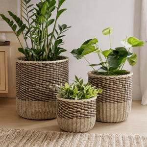 May include: Three cylindrical woven baskets of varying sizes, featuring a two-tone design with a dark brown upper section and a light beige lower section. Each basket is constructed from tightly coiled rope and holds a green houseplant.