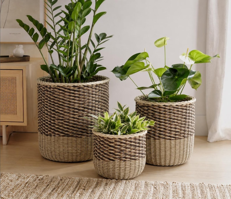 May include: Three cylindrical woven baskets of varying sizes, featuring a two-tone design with a dark brown upper section and a light beige lower section. Each basket is constructed from tightly coiled rope and holds a green houseplant.