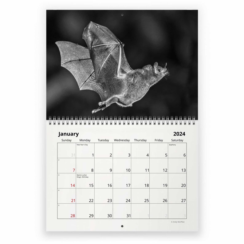 Bats 2024 Wall Calendar IDW24073 Etsy