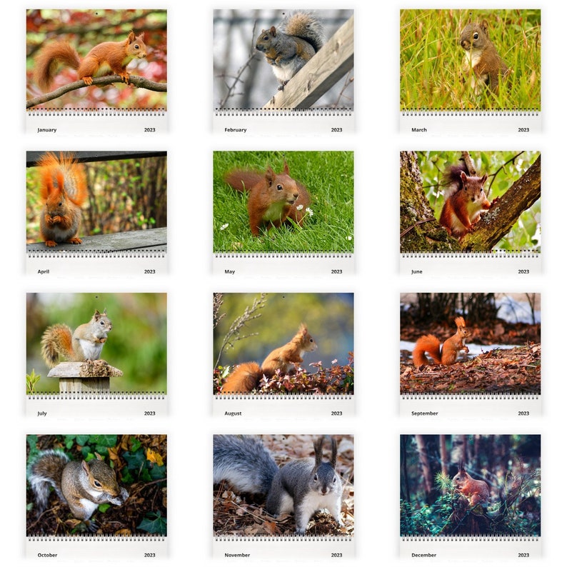 Squirrel 2023 Wall Calendar ID12811 Etsy