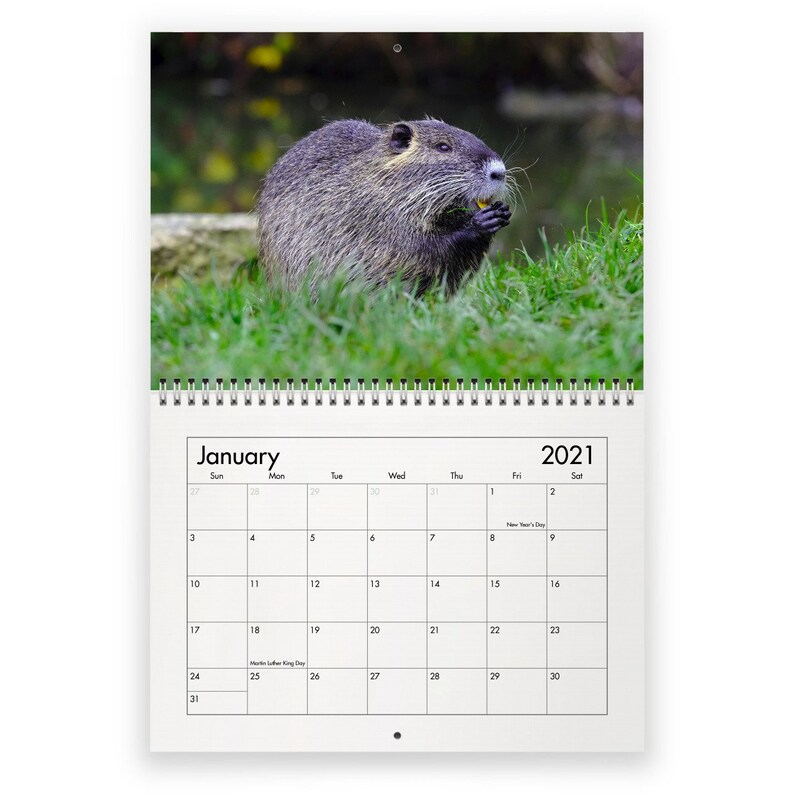 Beaver 2021 Wall Calendar Etsy