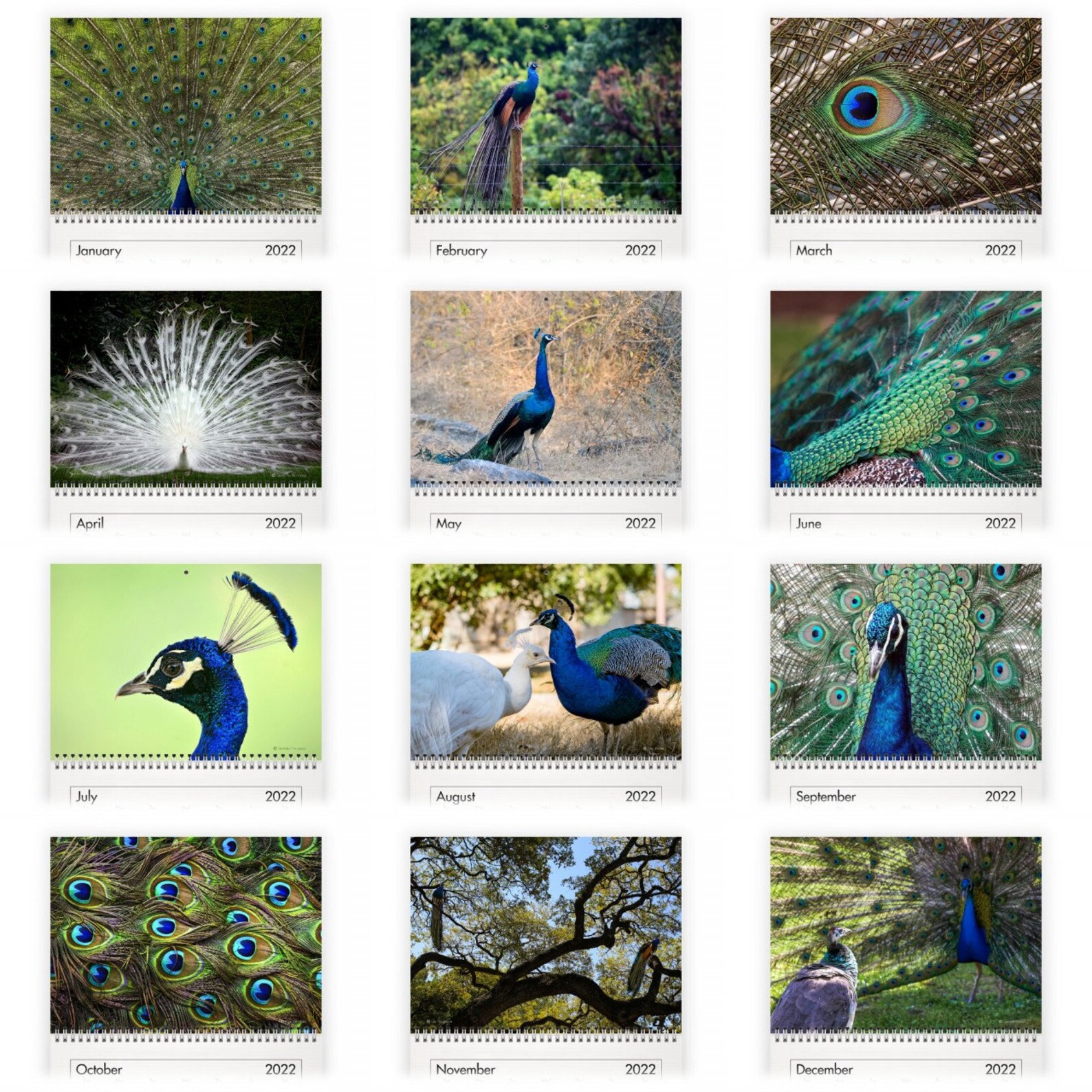 Peacock 2022 Wall Calendar ID12166 Etsy