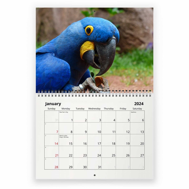 Parrot 2024 Wall Calendar IDW24023 Etsy