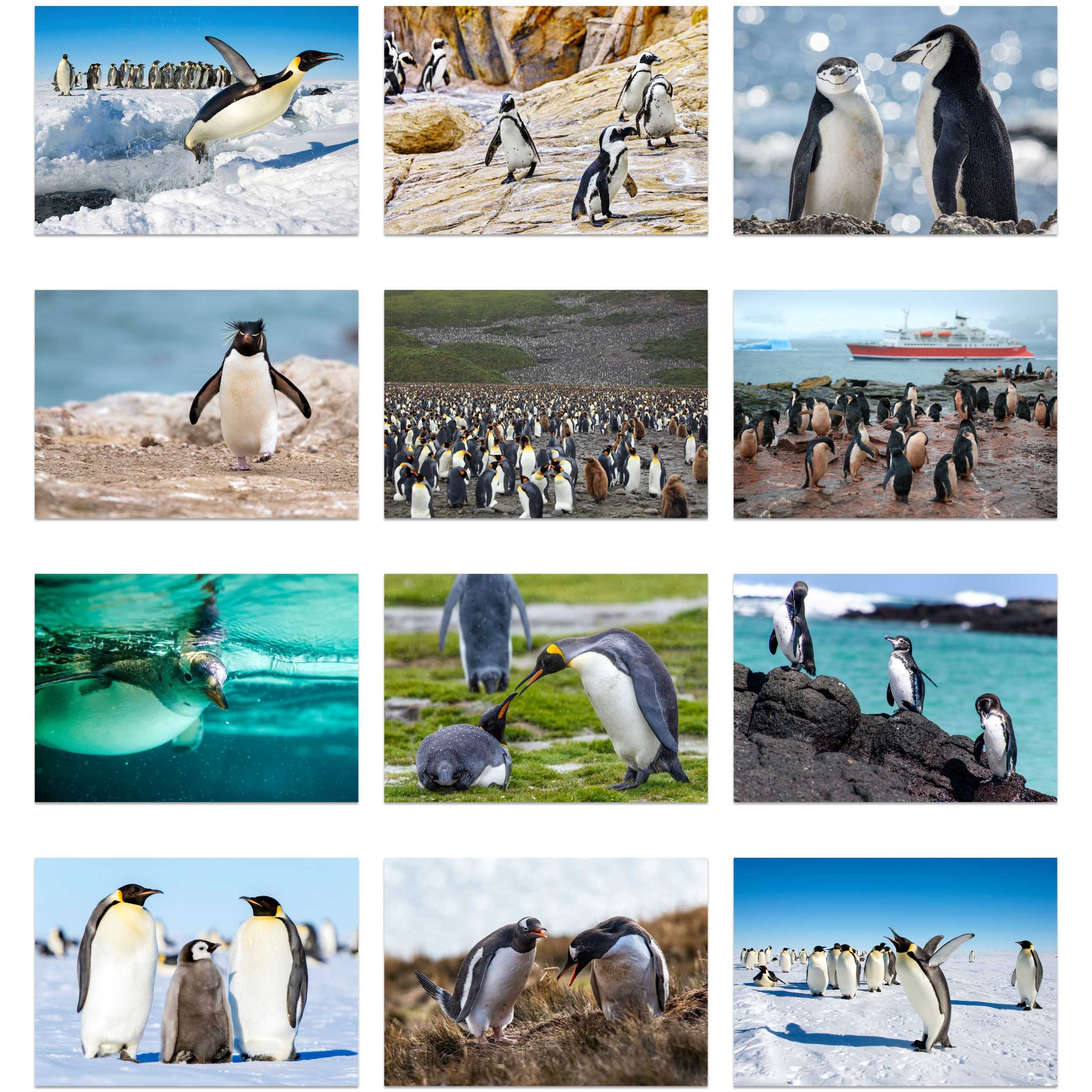 Penguin 2025 Wall Calendar sold by Jose Arias Jota SKU 4604173