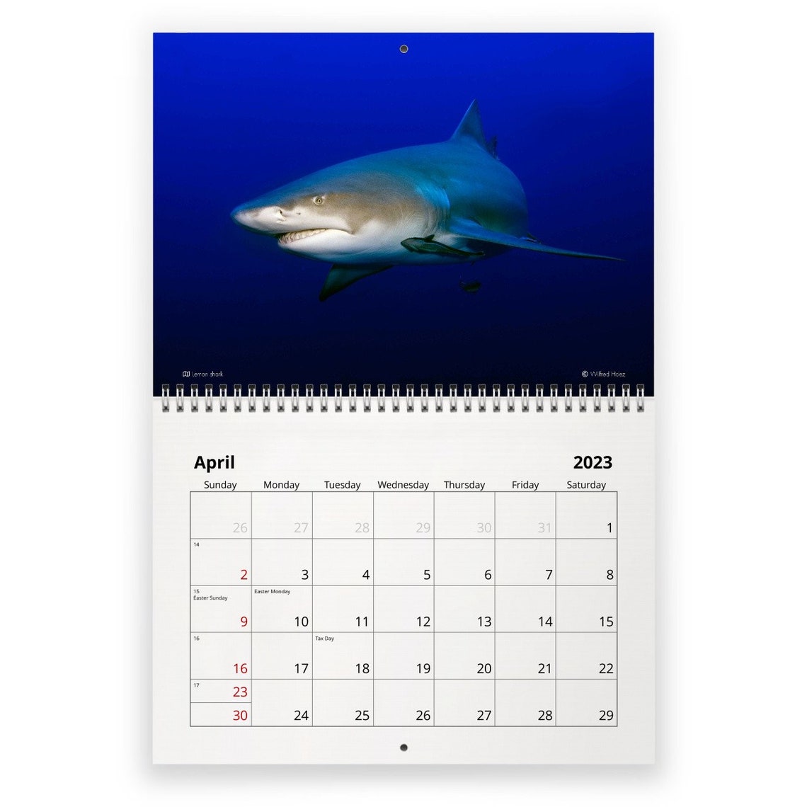 Shark 2023 Wall Calendar ID:12872 - Etsy