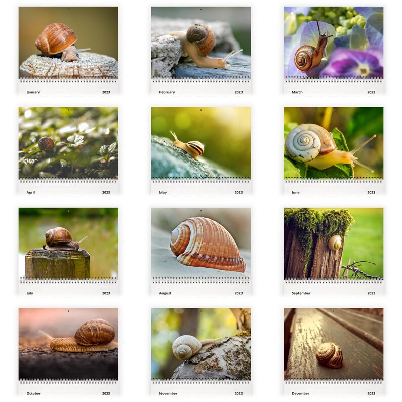 Snail 2023 Wall Calendar ID12809 Etsy
