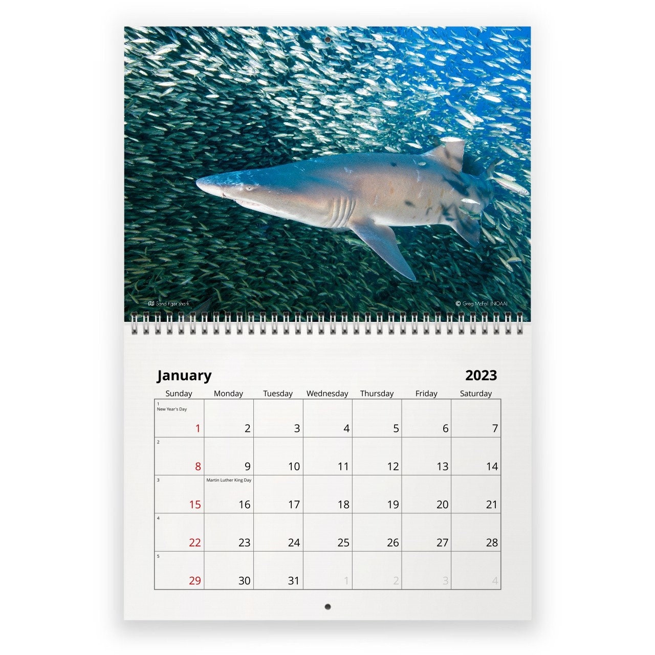 Shark 2023 Wall Calendar ID12872 Etsy