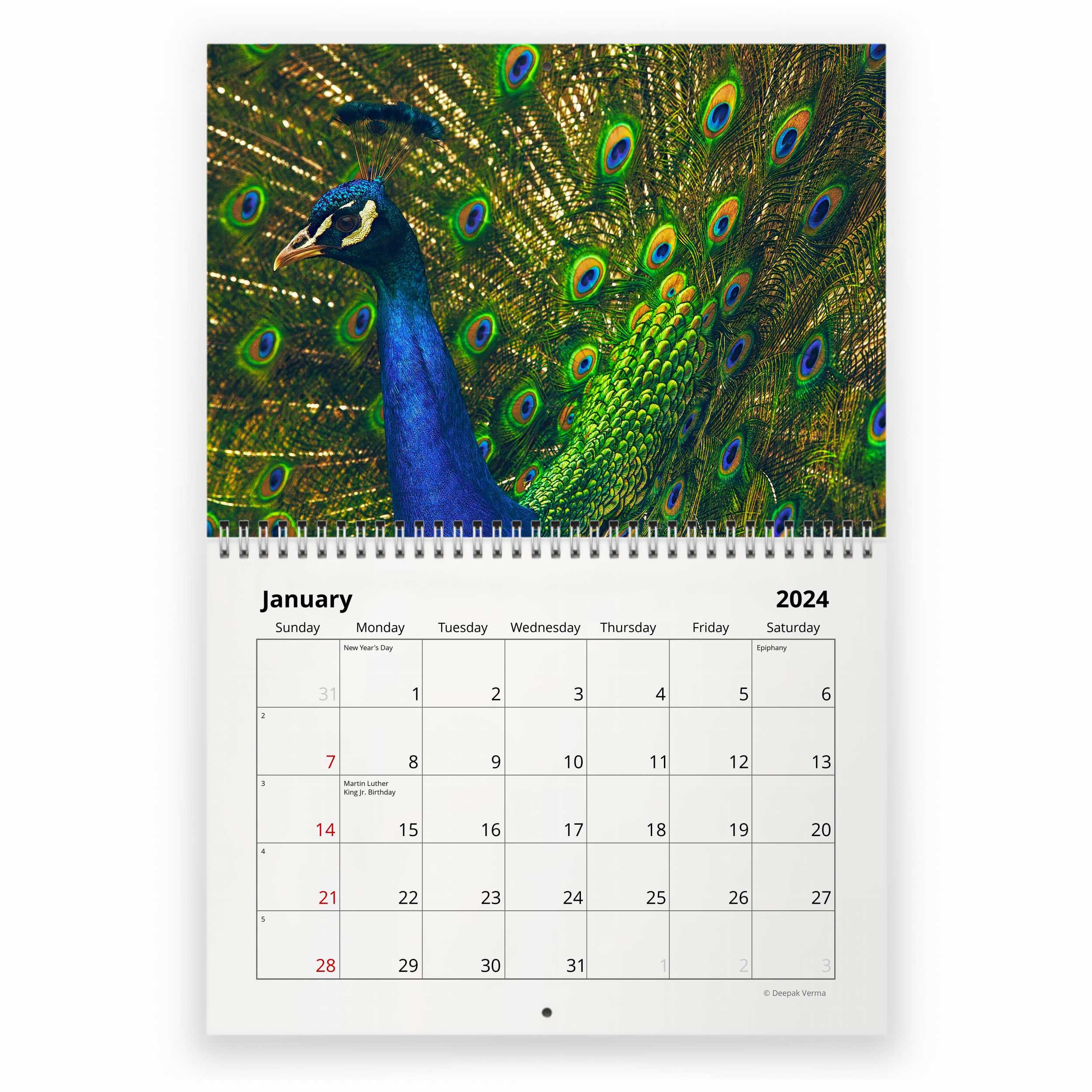 Peacock 2024 Wall Calendar sold by Bored Marisa SKU 97160082 Printerval
