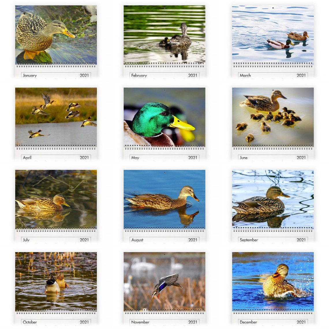 Duck 2021 Wall Calendar Etsy