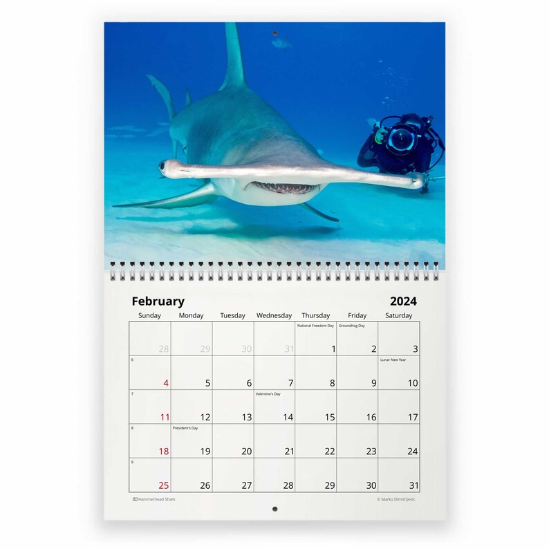 Shark 2025 Wall Calendar IDW24081 Etsy