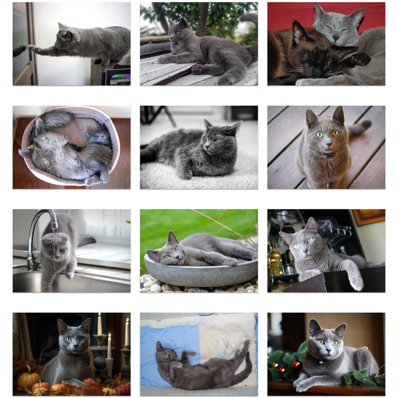 Russian Blue Cat 2024 Wall Calendar IDW24086 Etsy