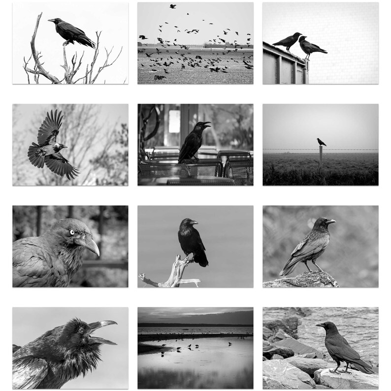Crow 2024 Wall Calendar IDW24075 Etsy