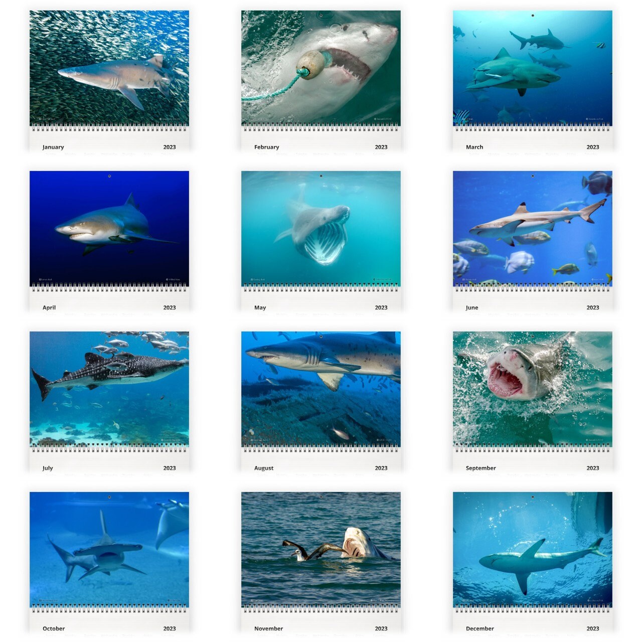 Shark 2023 Wall Calendar ID:12872 - Etsy