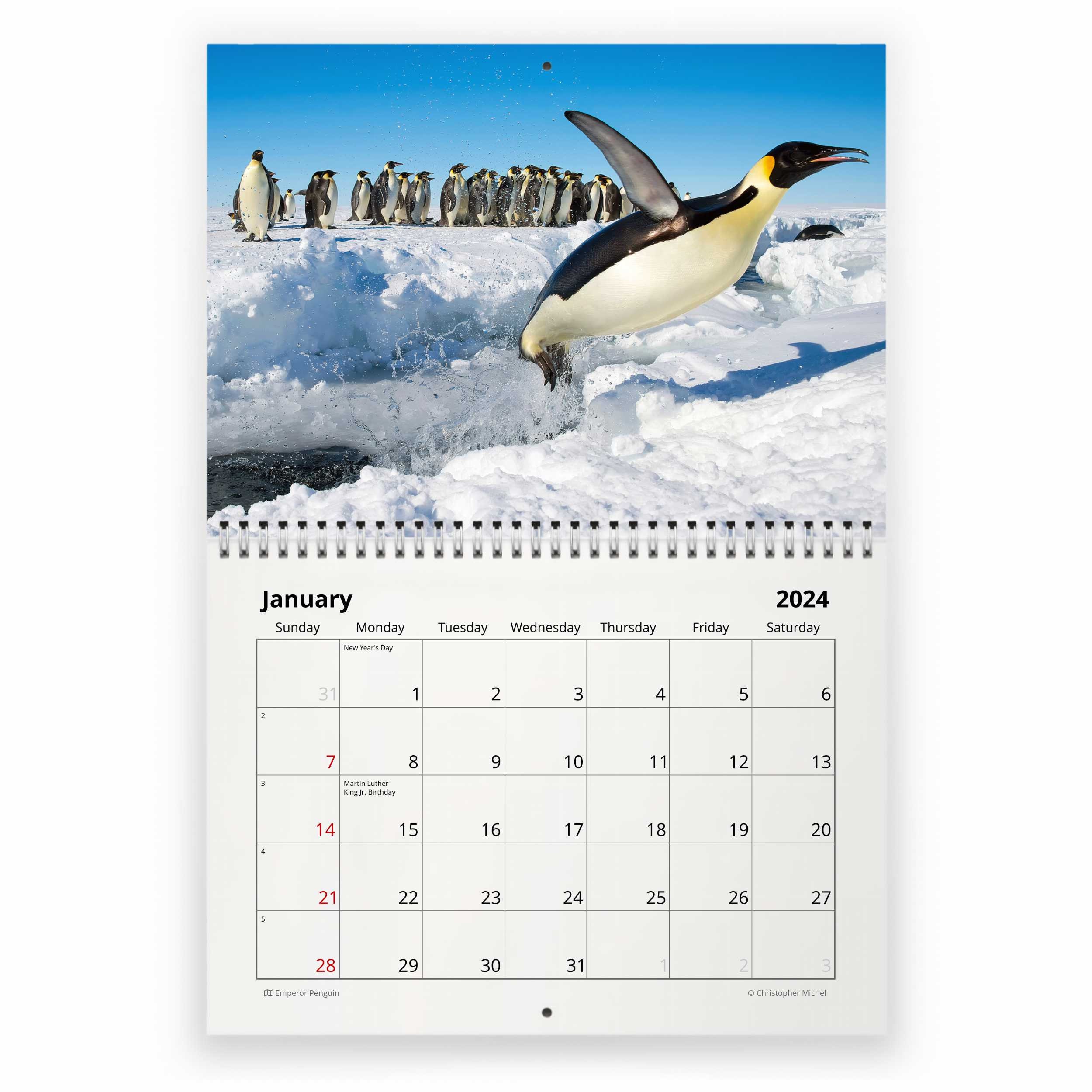 Penguin 2025 Wall Calendar sold by Bored Marisa SKU 97159964 Printerval