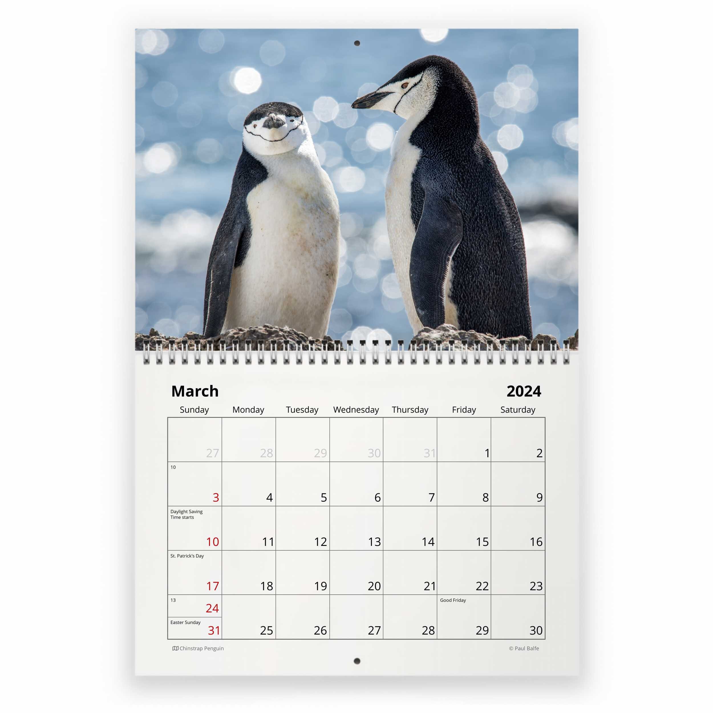 Penguin 2024 Wall Calendar sold by Jose Arias Jota SKU 4604173