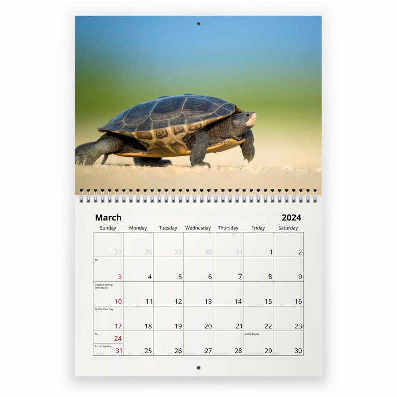 Tortuga Calendario mural 2024 Etsy México