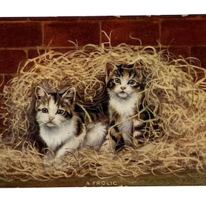 Cat Postcard- -Divided Back Era- 2 Kittens Frolic in Haystack image 1