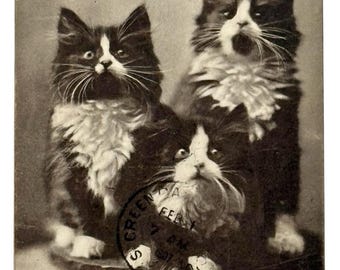 M. T. Sheahan- Cats- “ The Three Rogues”- Postcard -Undivided Era