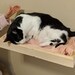 Cat Wall Furniture Shelf Bed - Wall Mounted Climbing Perch - Tray with border