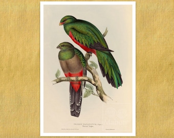 John Gould "Trogon Pavoninus (Peacock Trogon)" (c.1858) - Premium Reproduction Giclée Fine Art Print