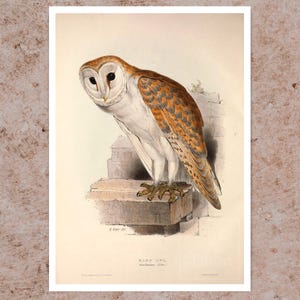 Edward Lear &quot;Barn Owl&quot; (c.1837) - Premium Reproduction Giclée Fine Art Print