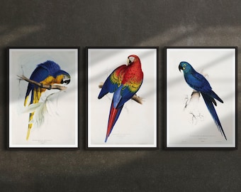 Set of 3 Vintage Parrot Illustrations by Edward Lear (c.1883) - Giclée Fine Art Prints
