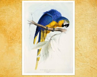 Edward Lear "Macrocercus Ararauna / the Blue and Yellow Macaw" (c.1832) - Giclée Fine Art Print