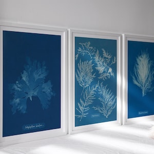 Anna Atkins - Set of 3 Vintage Cyanotype Photographs "Seaweeds" Gallery Wall Collection - Giclée Fine Art Prints