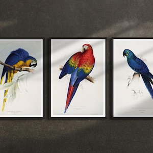 Set of 3 Vintage Parrot Illustrations by Edward Lear (c.1883) - Giclée Fine Art Prints