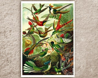 Vintage Illustration Ernst Haeckel "Trochilidae – Kolibris / Hummingbirds" (c.1899) - Premium Reproduction Giclée Fine Art Print