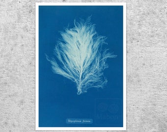 Anna Atkins "Polysiphonia Formosa" Vintage Botanical Cyanotype Photo (c.1853) - Premium Reproduction Giclée Fine Art Print