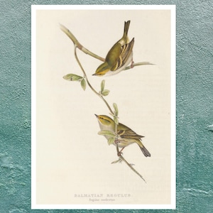 John Gould "Goldcrest: Dalmatian Regulus" (c.1873) - Giclée Fine Art Print