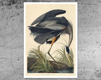 John James Audubon "Great Blue Heron" from Birds of America (c.1827-1828) - Giclée Fine Art Print