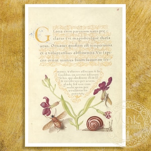 Vintage Book Illustration &quot;Damselfly, French Rose, Spanish Chestnut, and Spider&quot; (c.1561) - Premium Reproduction Giclée Fine Art Print
