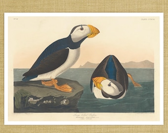 John James Audubon "Large Billed Puffin" from Birds of America (c.1827-1828) - Giclée Fine Art Print