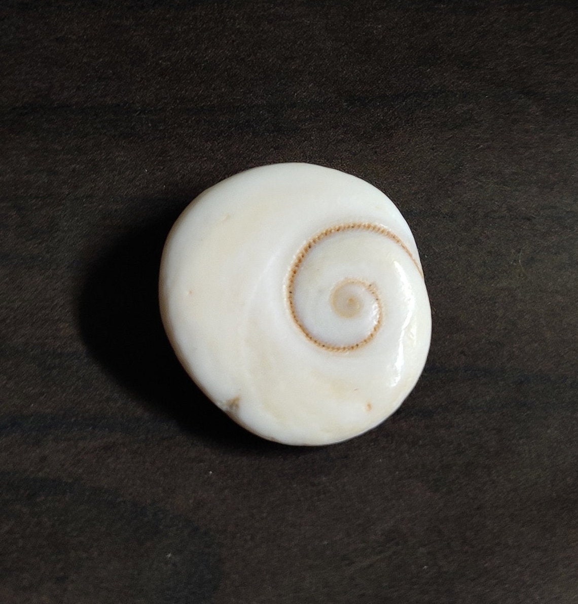 Natural Shiva Eye Shell Shiva Eye Cat Eye Shell Stone Etsy