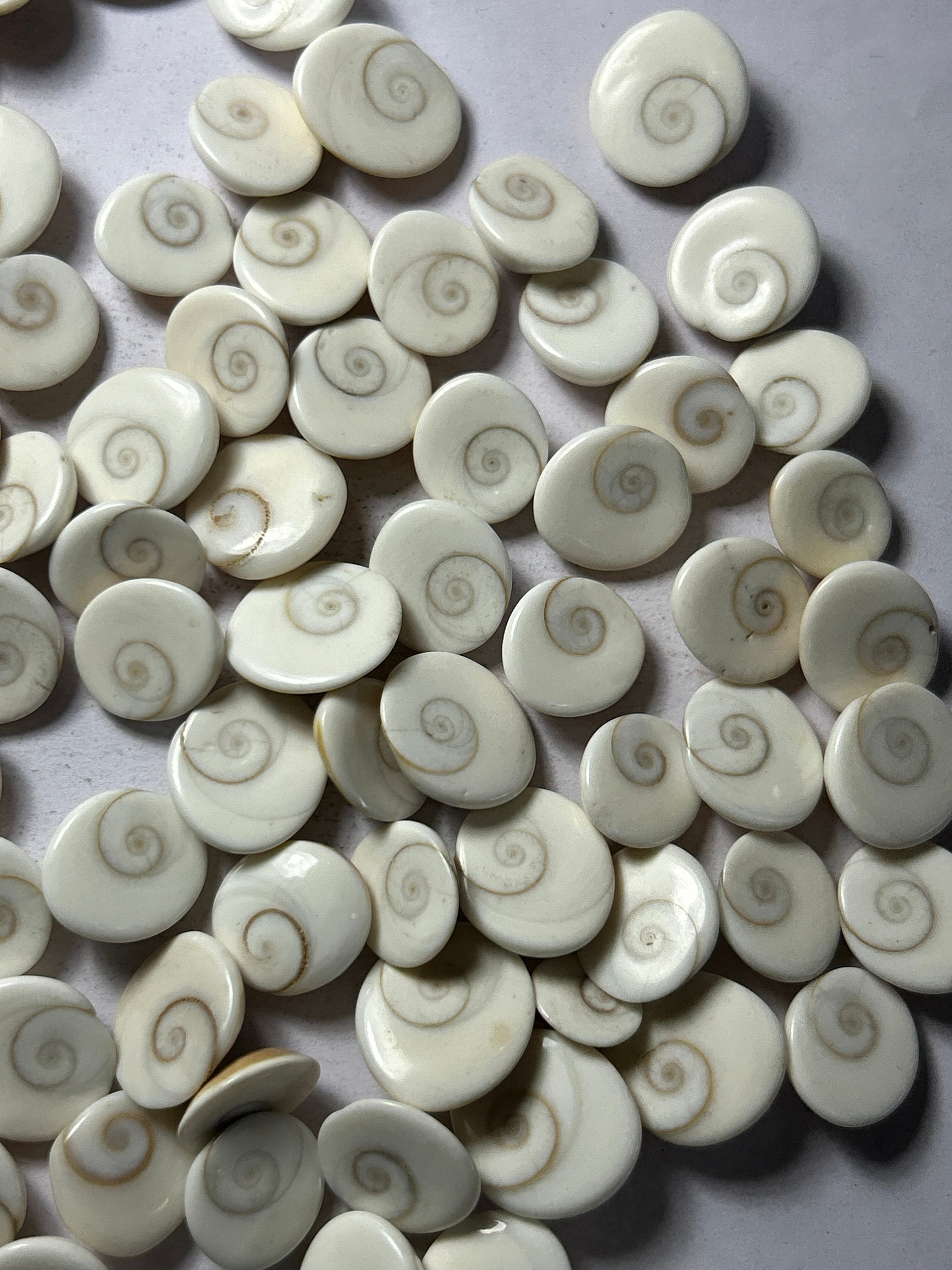 Wholesale Lot of Shiva Eye Shell Small Cabochon, Mix Shape Shiva Eye ...