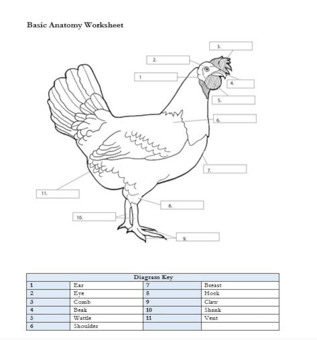 PRINTABLE Chicken Anatomy Worksheet Etsy