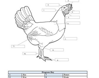 PRINTABLE Chicken Anatomy Worksheet