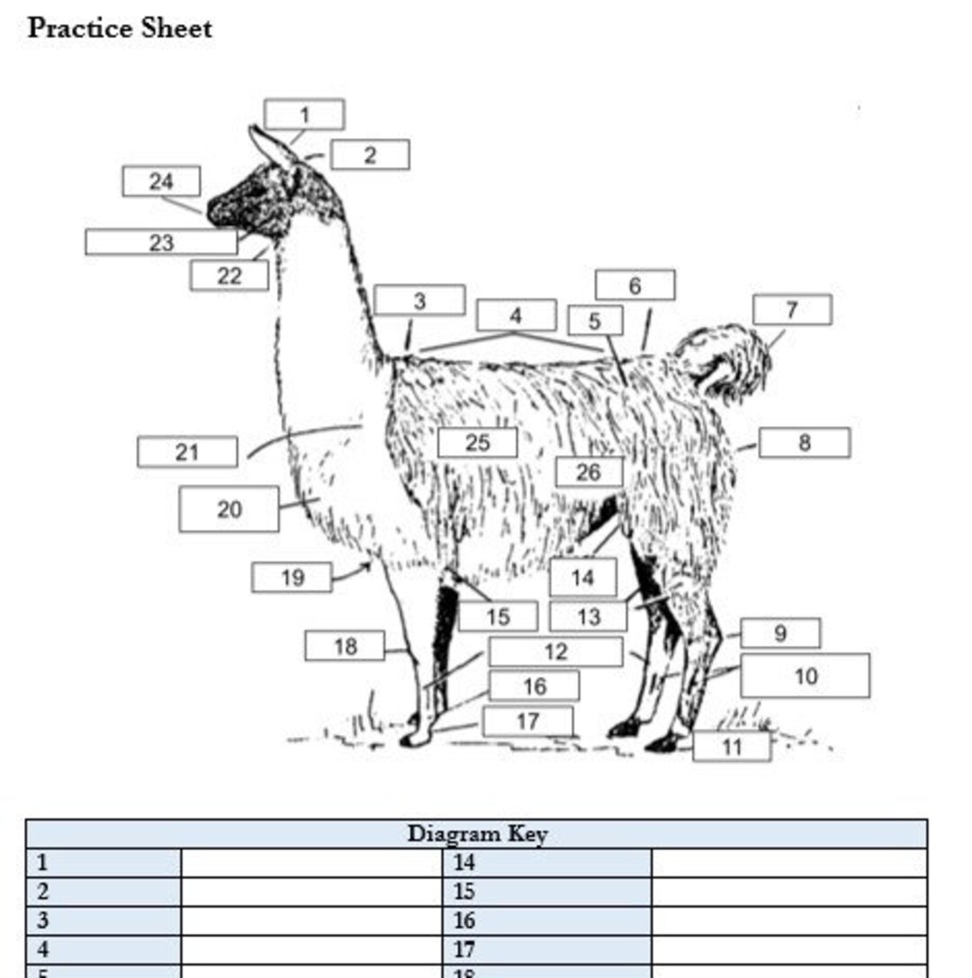 Printable Turkey External Anatomy Worksheet Etsy Irel vrogue.co