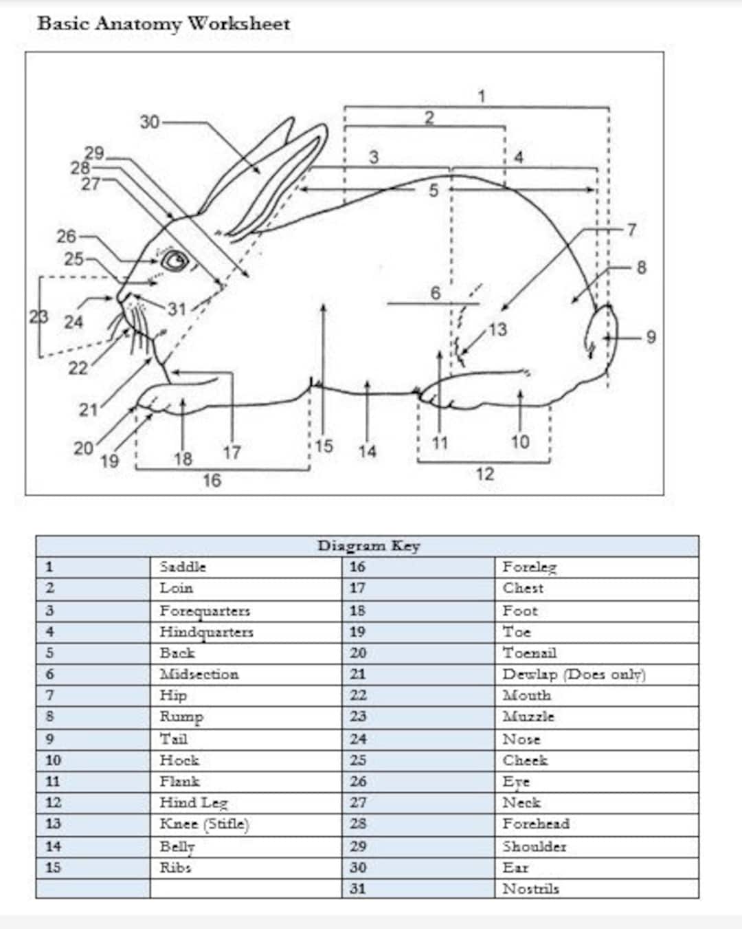 PRINTABLE Rabbit External Anatomy Worksheet Etsy