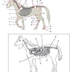 PRINTABLE Horse Digestive and Skeletal Anatomy Worksheet