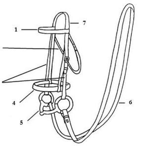 Op de afbeelding: Lijntekening van een paardenhoofdstel, een essentieel onderdeel van de paardensport. Het hoofdstel omvat een kopstuk, bakstukken, bit en teugels. De bit is verbonden met de teugels, waarmee de ruiter het paard bestuurt.