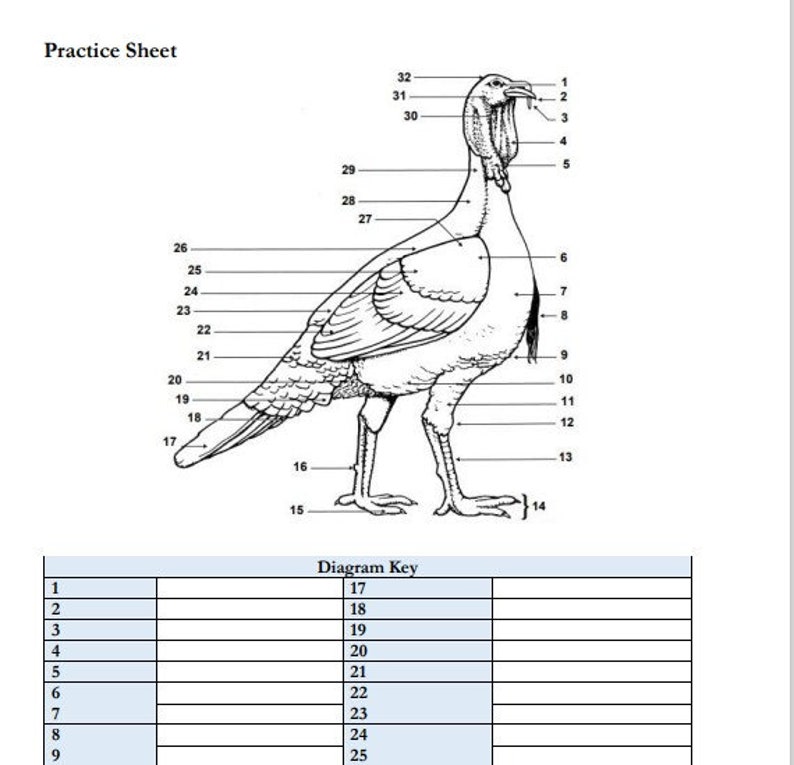 PRINTABLE Turkey External Anatomy Worksheet Etsy