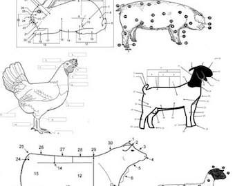 PRINTABLE Livestock Animals External Anatomy Worksheet and Practice Pages: Cattle, Goat, Pig, Sheep, Chicken, Duck, Rabbit