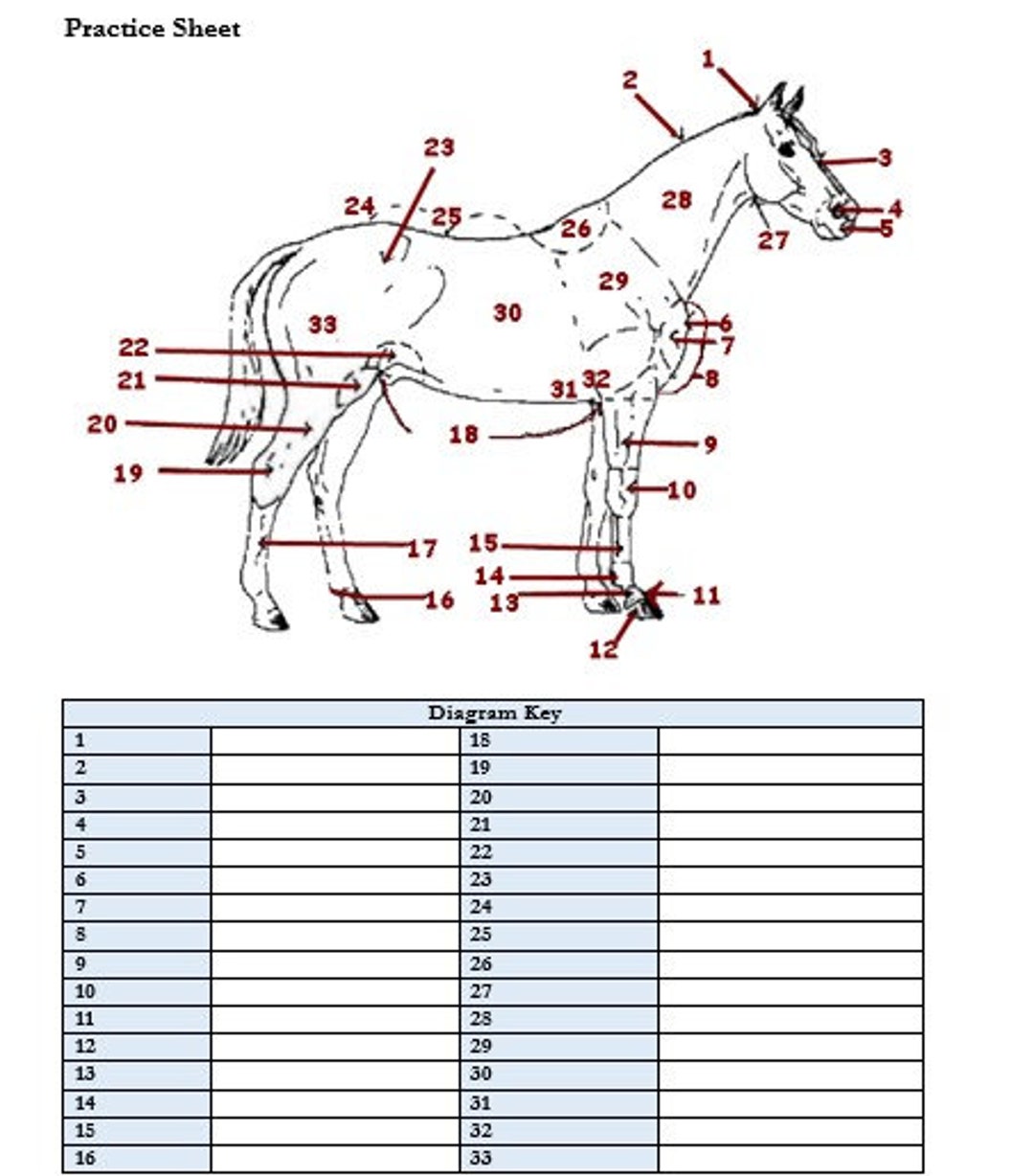 PRINTABLE Horse External Anatomy Worksheet - Etsy