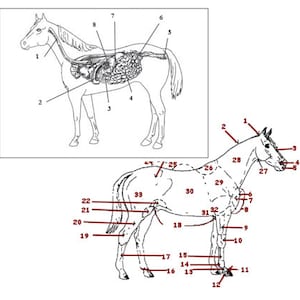 PRINTABLE Horse External and Digestive Anatomy Worksheet Bundle