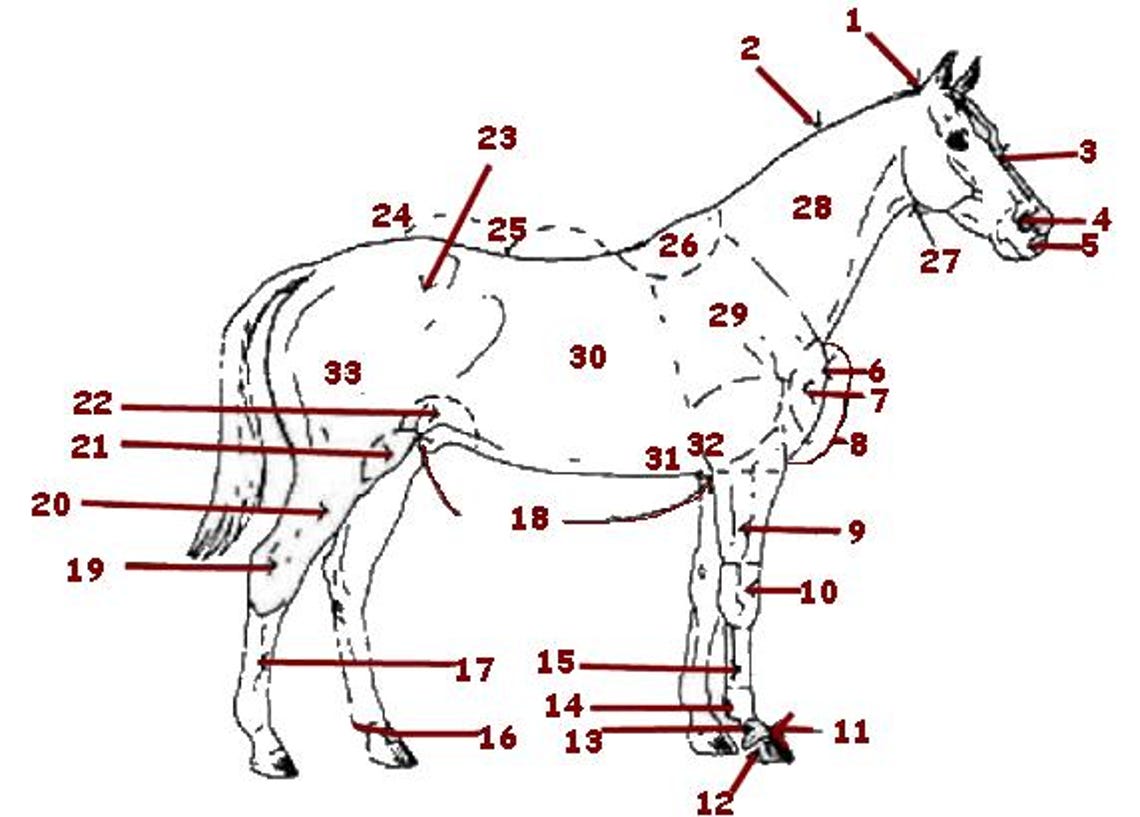 PRINTABLE Horse External Anatomy Worksheet - Etsy