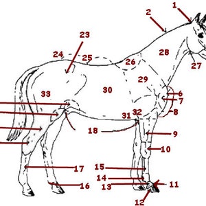 PRINTABLE Horse External Anatomy Worksheet