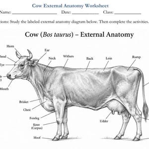 May include: A black and white educational worksheet titled Cow External Anatomy Worksheet. It features a detailed side-view illustration of a cow with labels pointing to body parts including the horn, forehead, eye, muzzle, mouth, neck, withers, back, loin, rump, tail, brisket, chest, foreleg, knee, udder, hock, and hoof.
